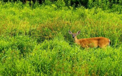 5 Easy Early Deer Hunting Season Tips