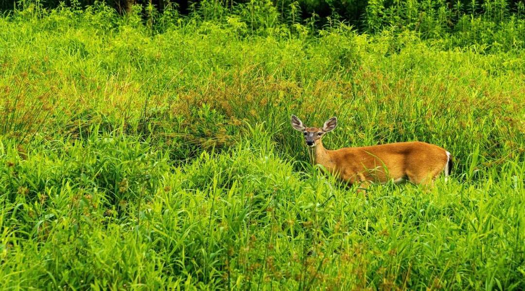 Early Deer Hunting Season