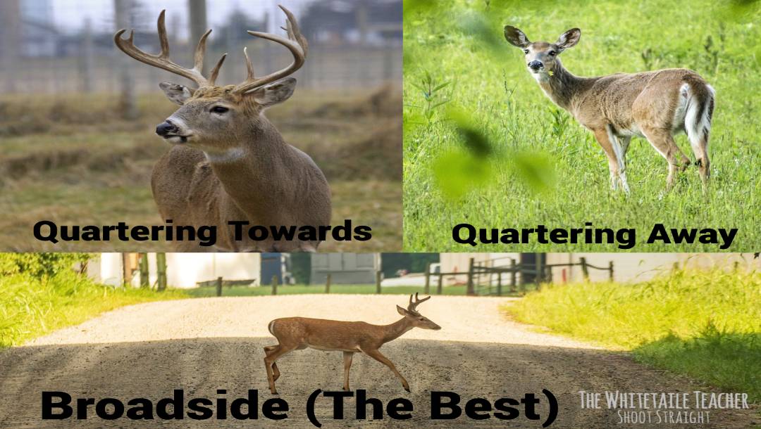 3 Ways a Deer can Face for a Shot