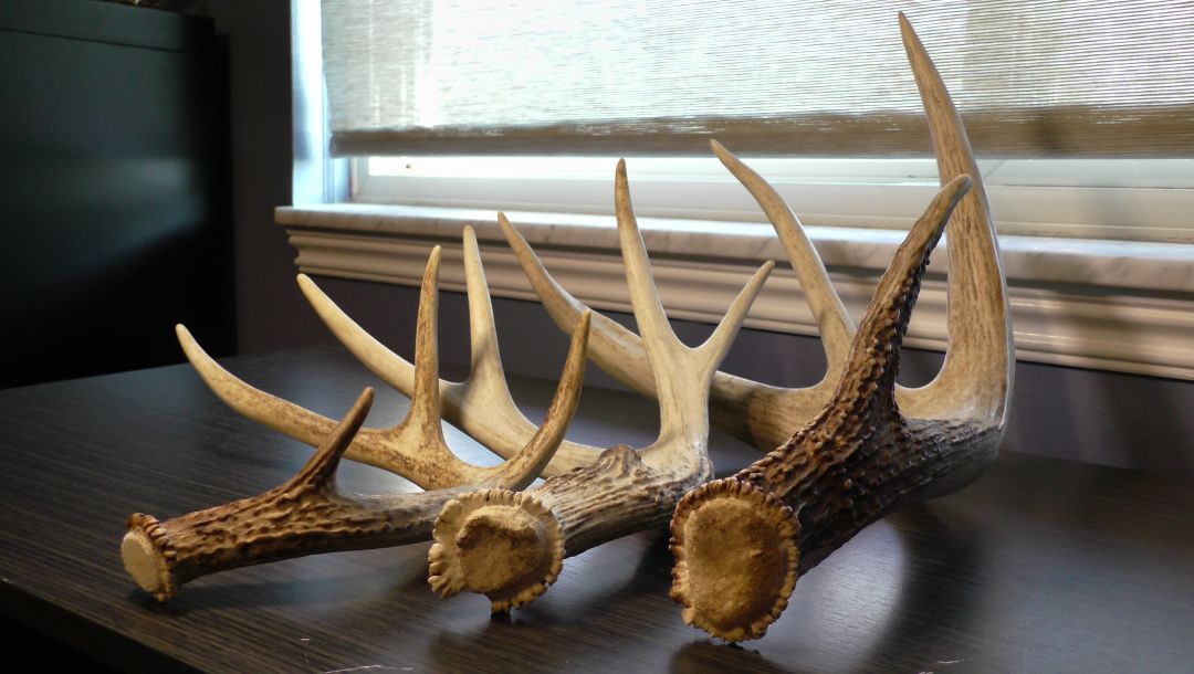 Whitetail Buck Shed Found in Southern Ohio