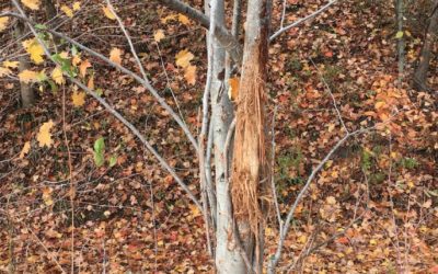 Buck Rubs – What Are They and How to Hunt Them Correctly