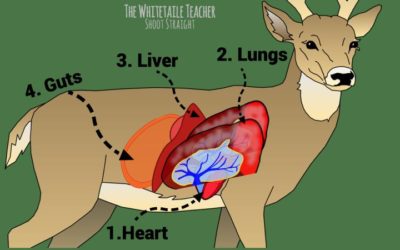 Whitetail Deer Anatomy – Ensure a Lethal Shot