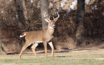 4 Pre-Rut Strategies to Hunt for Whitetail Bucks