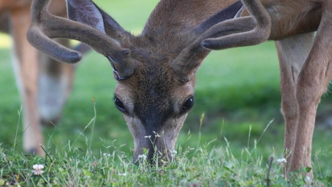 feeding buck