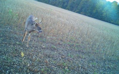Is Culling Bucks Right or Wrong? (What is a Cull Buck?)