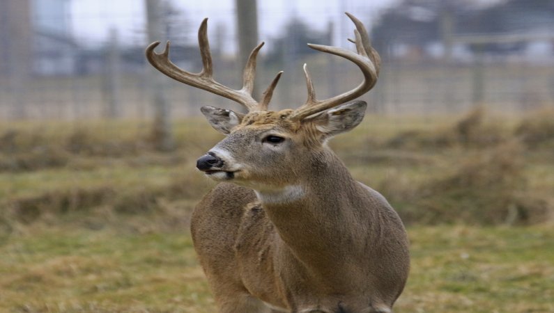 increase odd hunting whitetail rut