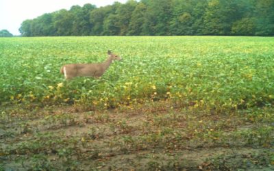 Why Shooting 1-2 Whitetail Doe Will Produce More Whitetail Bucks