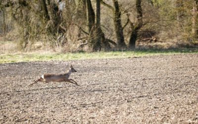 The Ultimate Guide to Blood Tracking Deer (Easy Tips)