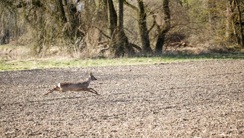 Track Whitetail Deer