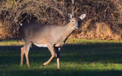 5 Whitetail Doe Facts You Need to Know