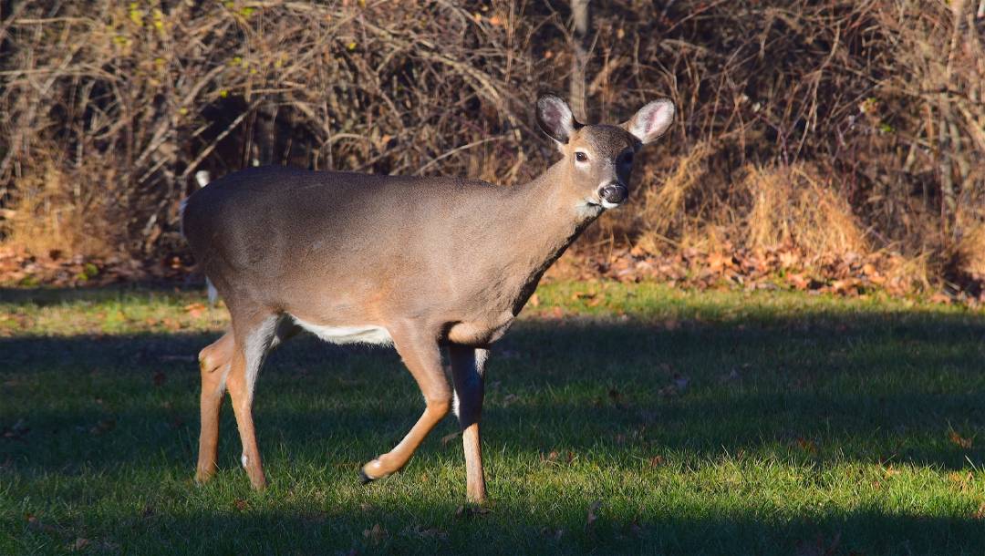 Whitetail Doe Facts