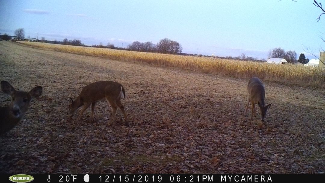 Whitetail Doe 