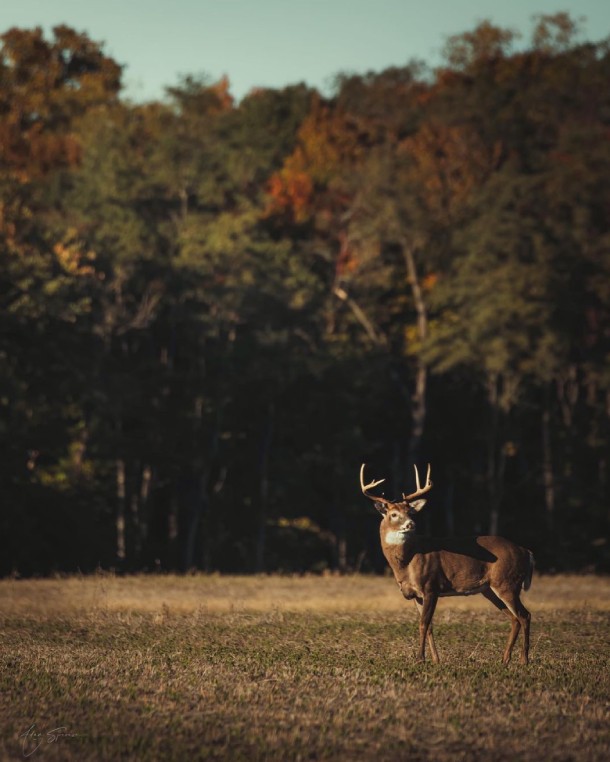 Best Time to Hunt Whitetail Deer