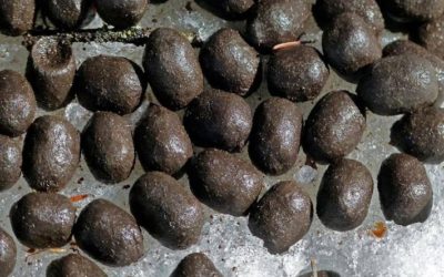 How to Use Deer Poop to Scout Whitetails