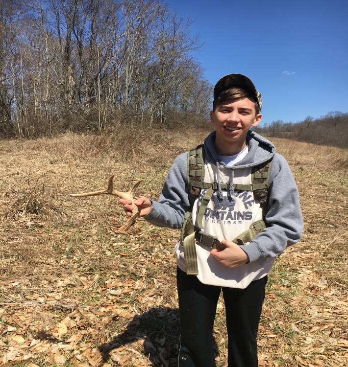 shed antlers