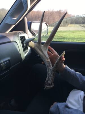 Shed Antlers