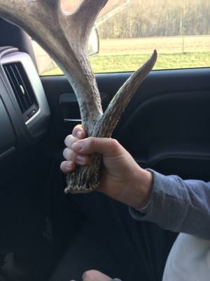 Massive shed Antler