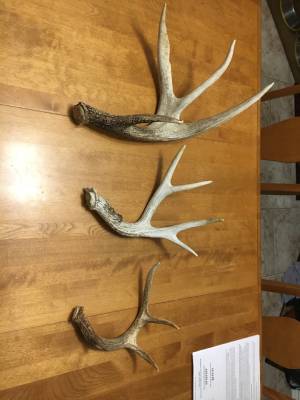 best time to shed hunt