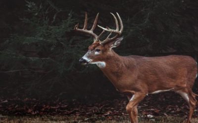 How to Rattle in Whitetail Bucks (15 Best Tips)