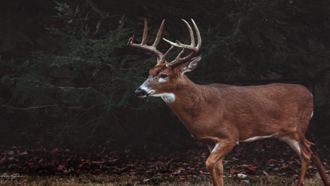 Rattle in Whitetail Bucks