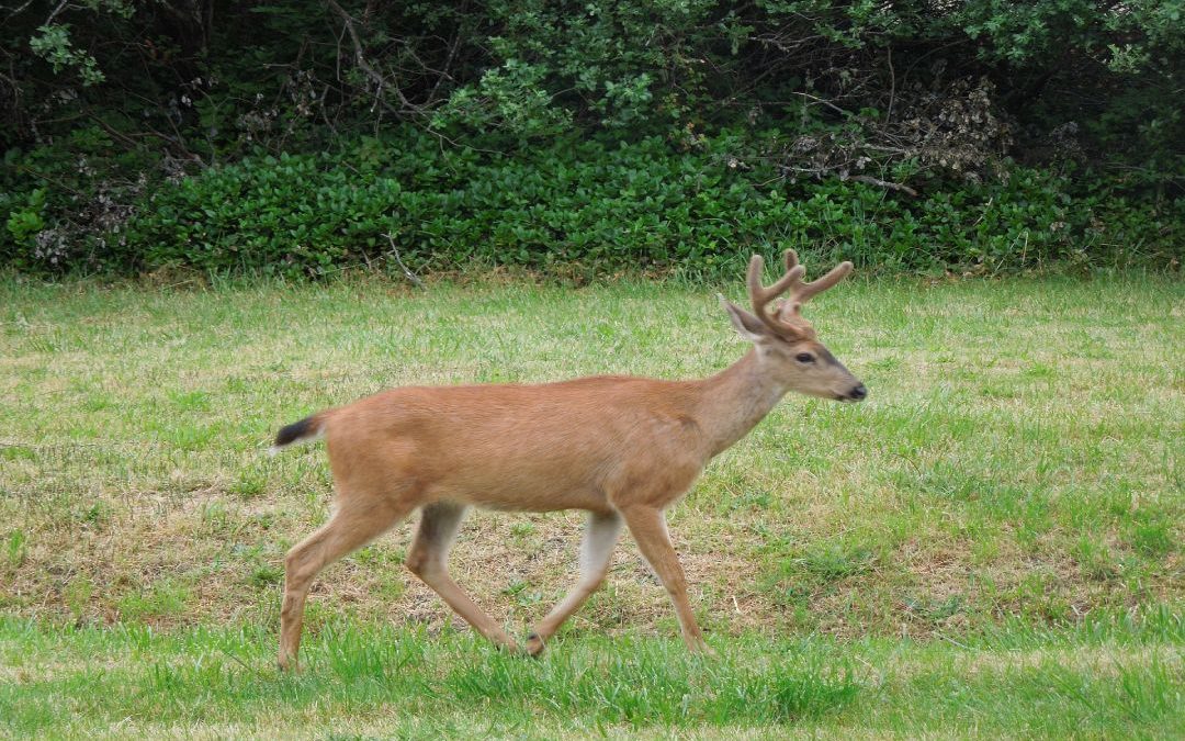 How Fast Are Whitetail Deer? (Hunt Smarter)