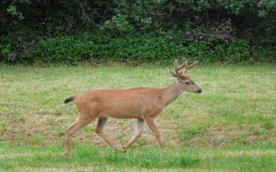 How Fast Are Whitetail Deer? (Hunt Smarter)