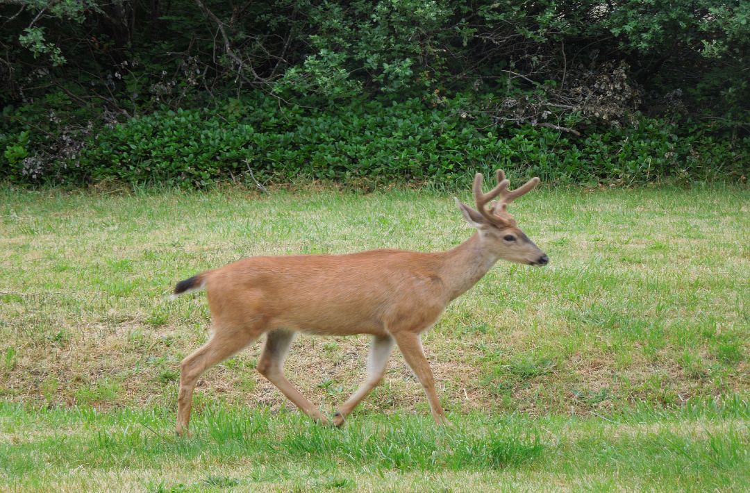 How Fast Are Whitetail Deer