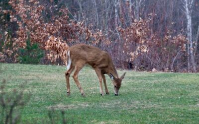Unveiling Whitetail Deer Height and Best Wildlife Conservation Facts