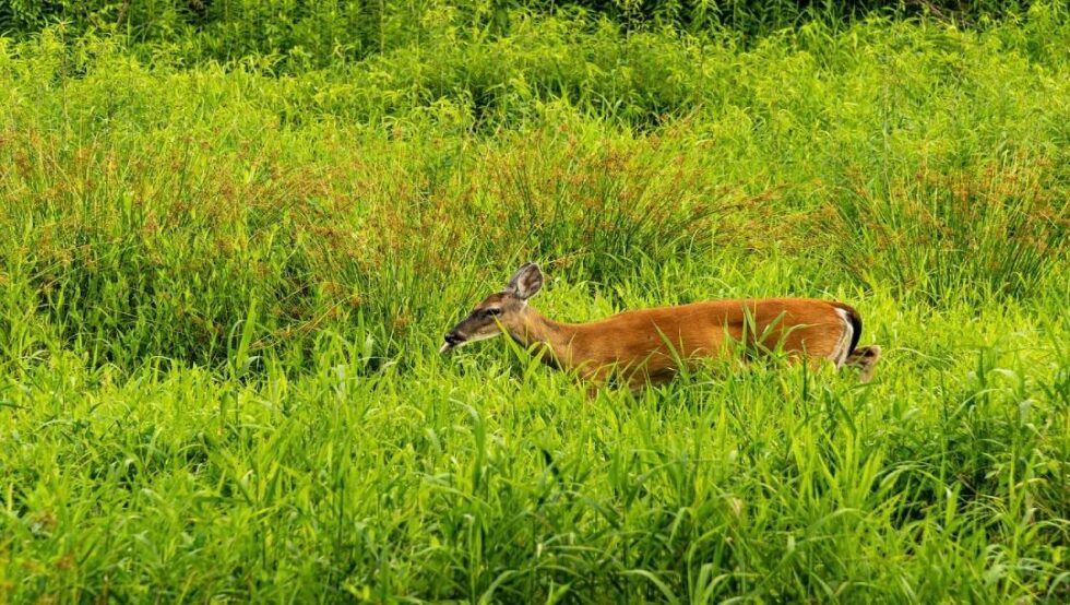 Whitetail Deer Sounds How To Communicate With Deer   Whitetail Doe In A Field 980x554 