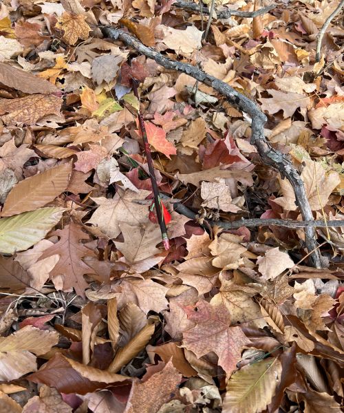 Lung Shot Blood on Arrow