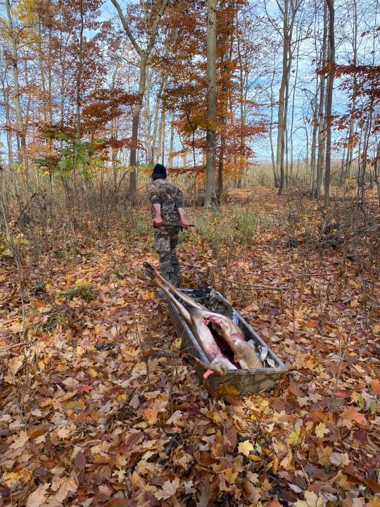 Gutting a Whitetail Deer