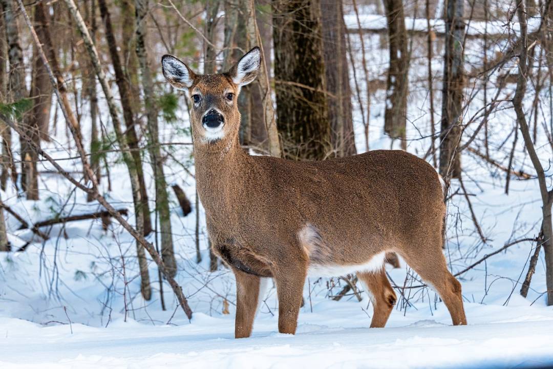 Whitetail Deer Height